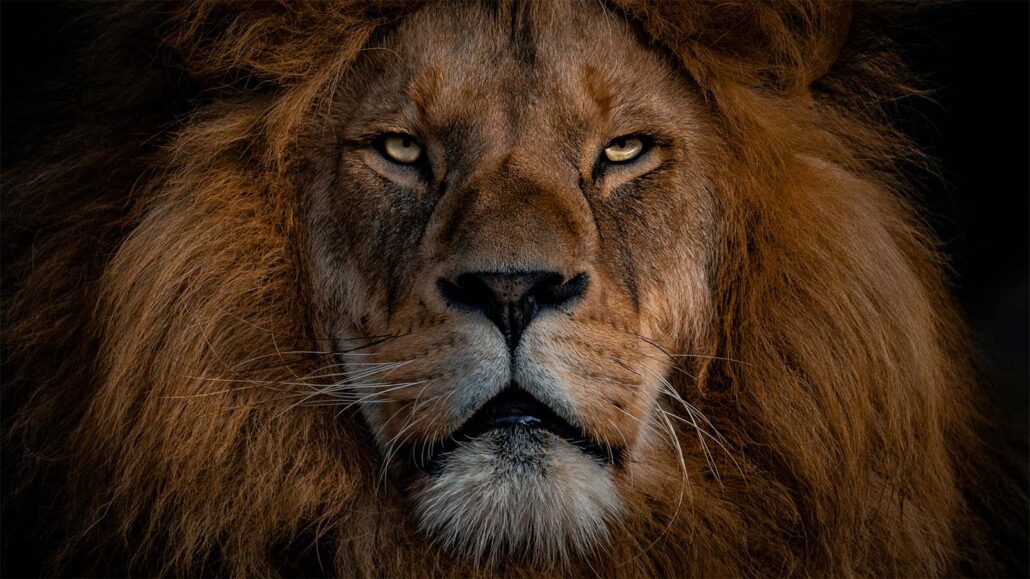 A lion
